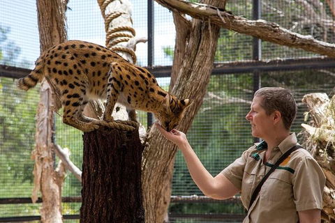 African Cat Encounter At Werribee Open Range Zoo - Accommodation Whitsundays 2