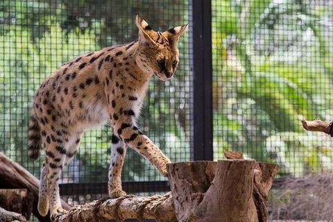 African Cat Encounter At Werribee Open Range Zoo - Accommodation Whitsundays 3