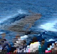 Tangalooma Island Resort Whale Watching Day Cruise - Accommodation Whitsundays