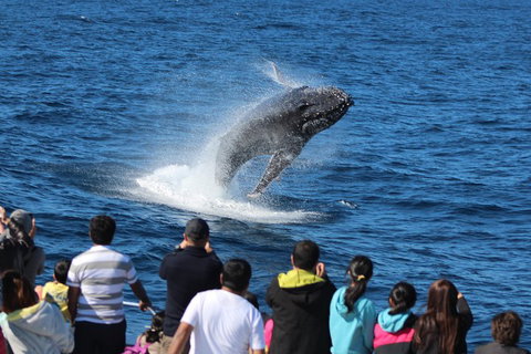 Tangalooma Island Resort Whale Watching Day Cruise - Accommodation Whitsundays 0