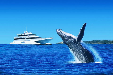 Tangalooma Island Resort Whale Watching Day Cruise - Accommodation Whitsundays 1
