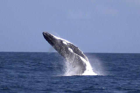 Tangalooma Island Resort Whale Watching Day Cruise - Accommodation Whitsundays 4