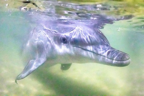 Tangalooma Island Resort Whale Watching Day Cruise With Dolphin Feeding - Accommodation Whitsundays 0