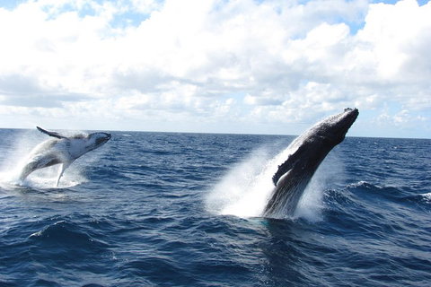 Tangalooma Island Resort Whale Watching Day Cruise With Dolphin Feeding - Accommodation Whitsundays 1