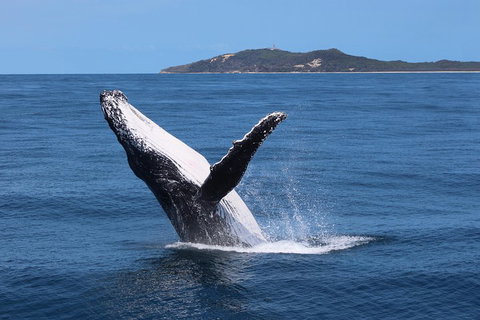 Tangalooma Island Resort Whale Watching Day Cruise With Dolphin Feeding - Accommodation Whitsundays 3