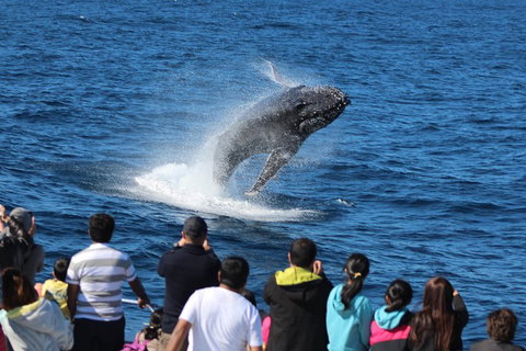 Tangalooma Island Resort Whale Watching Day Cruise With Dolphin Feeding - Accommodation Whitsundays 5