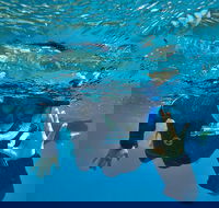3 Day Whitsundays Sailing and Diving Adventure Kiana - Accommodation Whitsundays