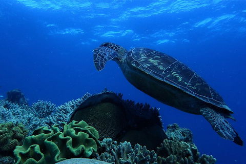 3 Day Whitsundays Sailing And Diving Adventure: Kiana - Accommodation Whitsundays 2