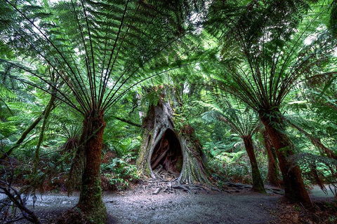 Small-Group Great Ocean Road And 12 Apostles Full-Day Tour From Melbourne - Accommodation Whitsundays 4