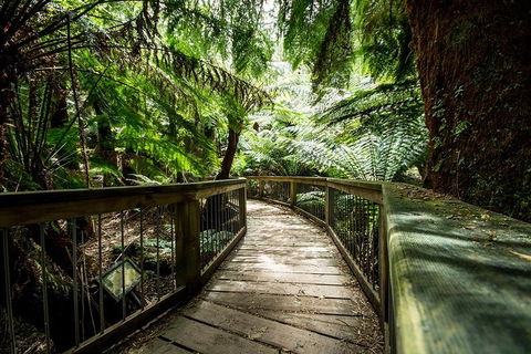 Small-Group Great Ocean Road Experience And Surf Coast Tour - Accommodation Whitsundays 1