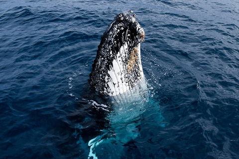 Phillip Island Whale Watching Tour - Accommodation Whitsundays 0