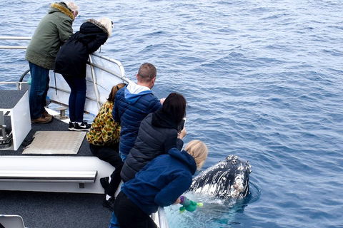Phillip Island Whale Watching Tour - Accommodation Whitsundays 1