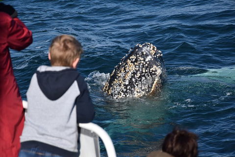 Phillip Island Whale Watching Tour - Accommodation Whitsundays 2