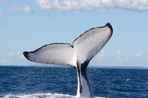Phillip Island Whale Watching Tour - Accommodation Whitsundays 3