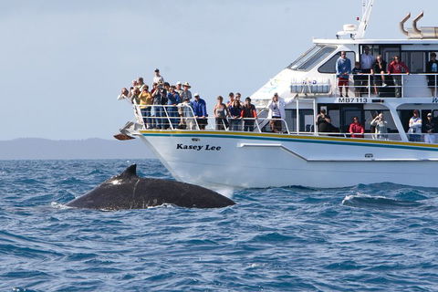 Phillip Island Whale Watching Tour - Accommodation Whitsundays 4