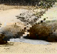Phillip Island Penguin Parade Brighton Bathing Boxes and Wildlife Park Tour - Accommodation Whitsundays