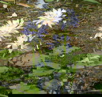 Yellow Water Cruise - Kakadu - Accommodation Whitsundays