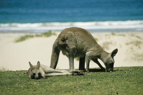 Great Ocean Road Highlights Tour - 2 Days, 1 Night - Accommodation Whitsundays 2