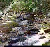 Springbrook Full Day Tour - Accommodation Whitsundays