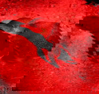 Small-Group Kangaroo Island 4WD Night Tour - Accommodation Whitsundays