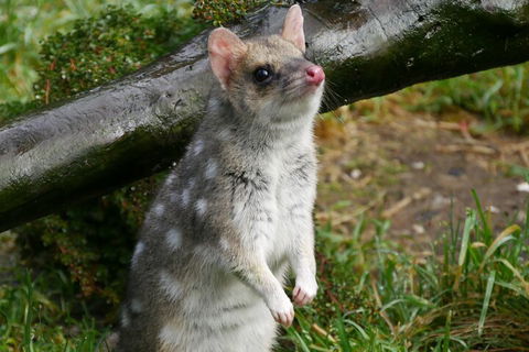 1-Hour Tasmanian Devil Feeding Day Tour At Cradle Mountain - Accommodation Whitsundays 0