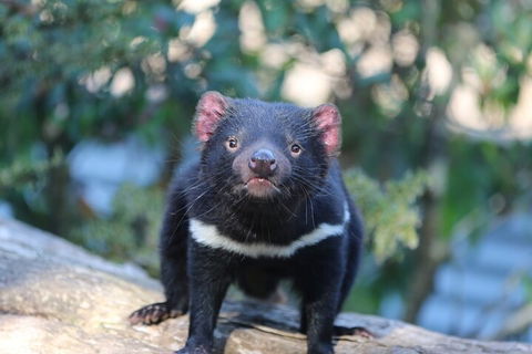 1-Hour Tasmanian Devil Feeding Day Tour At Cradle Mountain - Accommodation Whitsundays 1