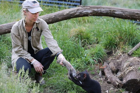 1-Hour Tasmanian Devil Feeding Day Tour At Cradle Mountain - Accommodation Whitsundays 2