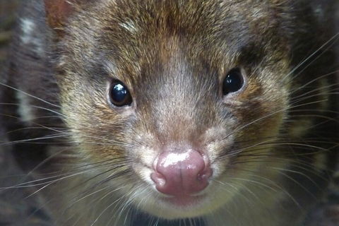 1-Hour Tasmanian Devil Feeding Day Tour At Cradle Mountain - Accommodation Whitsundays 3