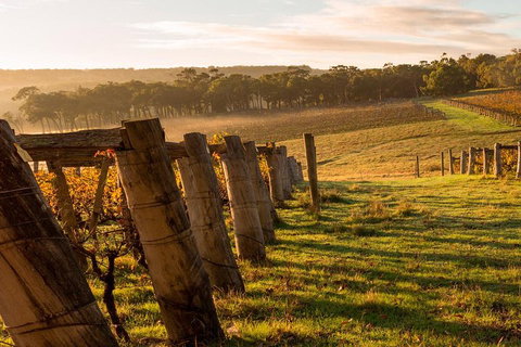 The All About Margaret River Tour: Wine, Coffee, Lunch And Forest - Accommodation Whitsundays 5