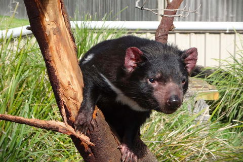 Tasmania 4 Day East Coast + Launceston - Accommodation Whitsundays 2