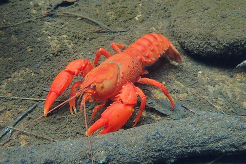 Blue Mountains Empress Canyon Adventure From Wentworth Falls - Accommodation Whitsundays 4