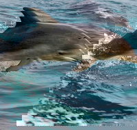 1.5HR Mudjimba Island Wildlife Safari - Accommodation Whitsundays