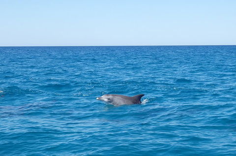 Noosa Wild Dolphin Safari - Accommodation Whitsundays 1