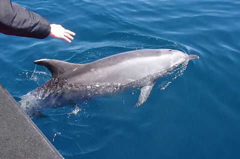 Noosa Wild Dolphin Safari - Accommodation Whitsundays 2