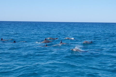 Noosa Wild Dolphin Safari - Accommodation Whitsundays 3