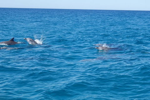 Noosa Wild Dolphin Safari - Accommodation Whitsundays 4