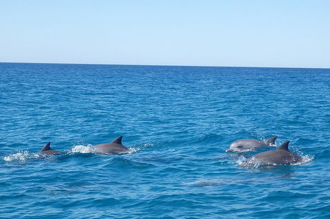 Noosa Wild Dolphin Safari - Accommodation Whitsundays 5