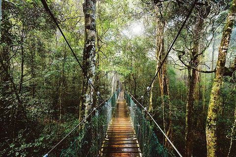 O'Reilly's & Lamington National Park From Gold Coast - Accommodation Whitsundays 0