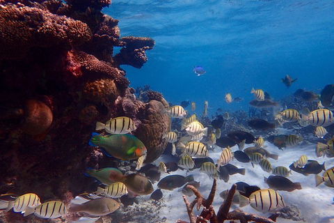 Lagoon Explorer - Ningaloo Reef Full-Day Kayaking And Snorkeling Adventure - Accommodation Whitsundays 2