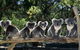 [Private Tour] Healesville Sanctuary Wildlife & Puffing Billy Steam Train - thumb 0