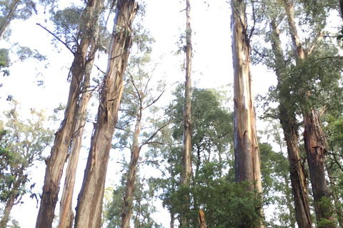 [Private Tour] Healesville Sanctuary Wildlife & Puffing Billy Steam Train - Accommodation Whitsundays 1