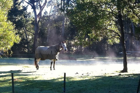 [Private Tour] Healesville Sanctuary Wildlife & Puffing Billy Steam Train - Accommodation Whitsundays 4