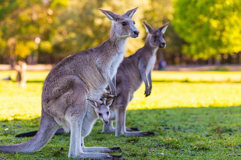 LGBT+ Friendly Full Day Phillip Island Private Tour - Accommodation Whitsundays 4