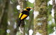 Lamington National Park, O'Reilly's & Vineyard Tour - thumb 4