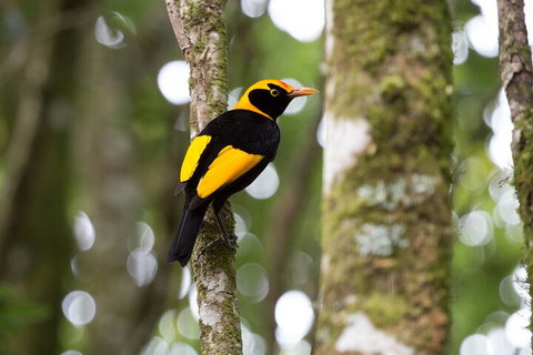Lamington National Park, O'Reilly's & Vineyard Tour - Accommodation Whitsundays 4
