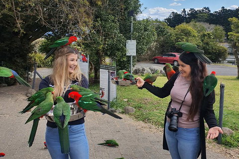 Lamington National Park, O'Reilly's & Vineyard Tour - Accommodation Whitsundays 5