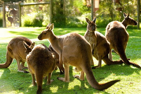 Yarra Valley Wine And Wildlife Self-Driving Tour - Accommodation Whitsundays 4