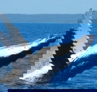 Mooloolaba Whale Watching Tour - Accommodation Whitsundays
