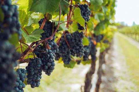 Yarra Valley 2-6 Guests With Lunch And Gin Tasting At Four Pillars - Accommodation Whitsundays 1
