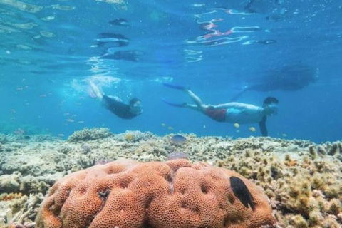 Great Barrier Reef Day Cruise To Reefworld - Accommodation Whitsundays 1